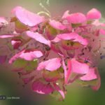 pink hydrangea